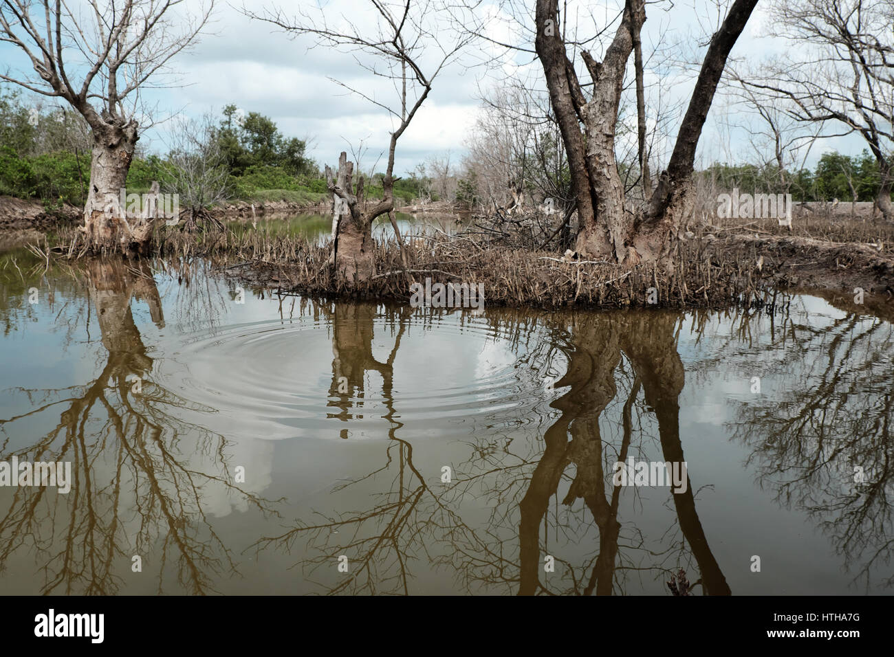 Asciugare la foresta di mangrovie a Ca Mau, Viet Nam, gruppo di alberi secchi riflettere sull'acqua, la deforestazione situazione per effetto di ambiente, può rendere il disaster Foto Stock