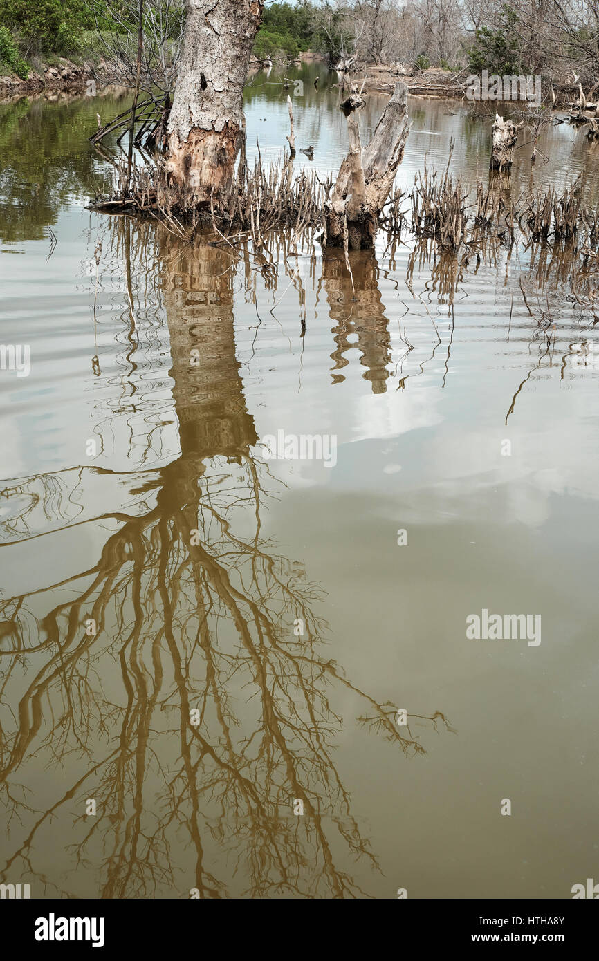 Asciugare la foresta di mangrovie a Ca Mau, Viet Nam, gruppo di alberi secchi riflettere sull'acqua, la deforestazione situazione per effetto di ambiente, può rendere il disaster Foto Stock