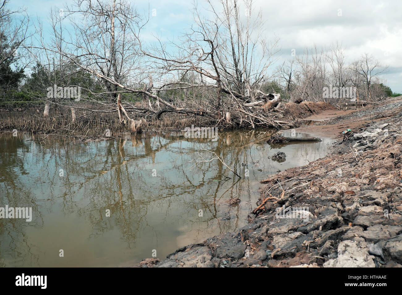 Asciugare la foresta di mangrovie a Ca Mau, Viet Nam, gruppo di alberi secchi riflettere sull'acqua, la deforestazione situazione per effetto di ambiente, può rendere il disaster Foto Stock