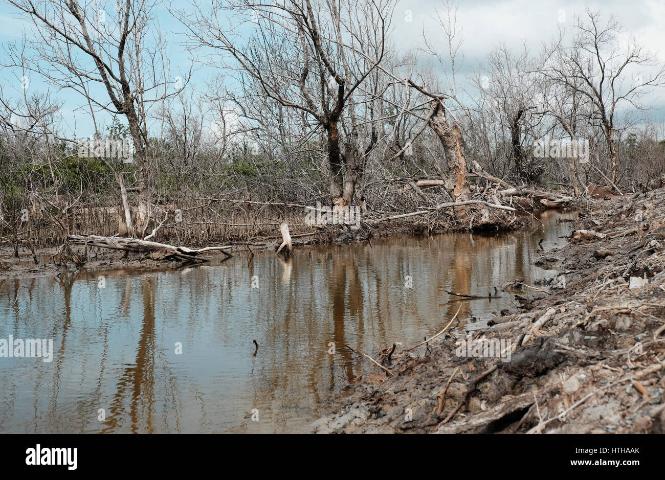 Asciugare la foresta di mangrovie a Ca Mau, Viet Nam, gruppo di alberi secchi riflettere sull'acqua, la deforestazione situazione per effetto di ambiente, può rendere il disaster Foto Stock