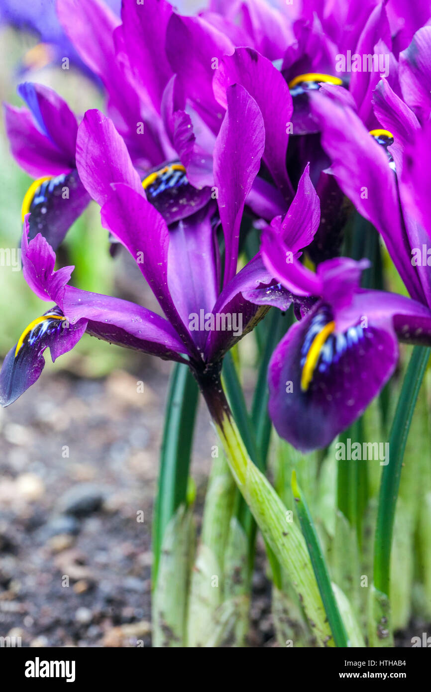 Iris reticulata George close up impianto Foto Stock