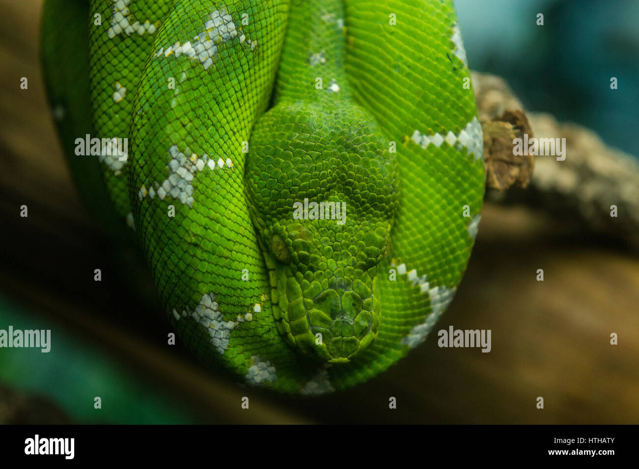 Emerald Tree Boa Foto Stock