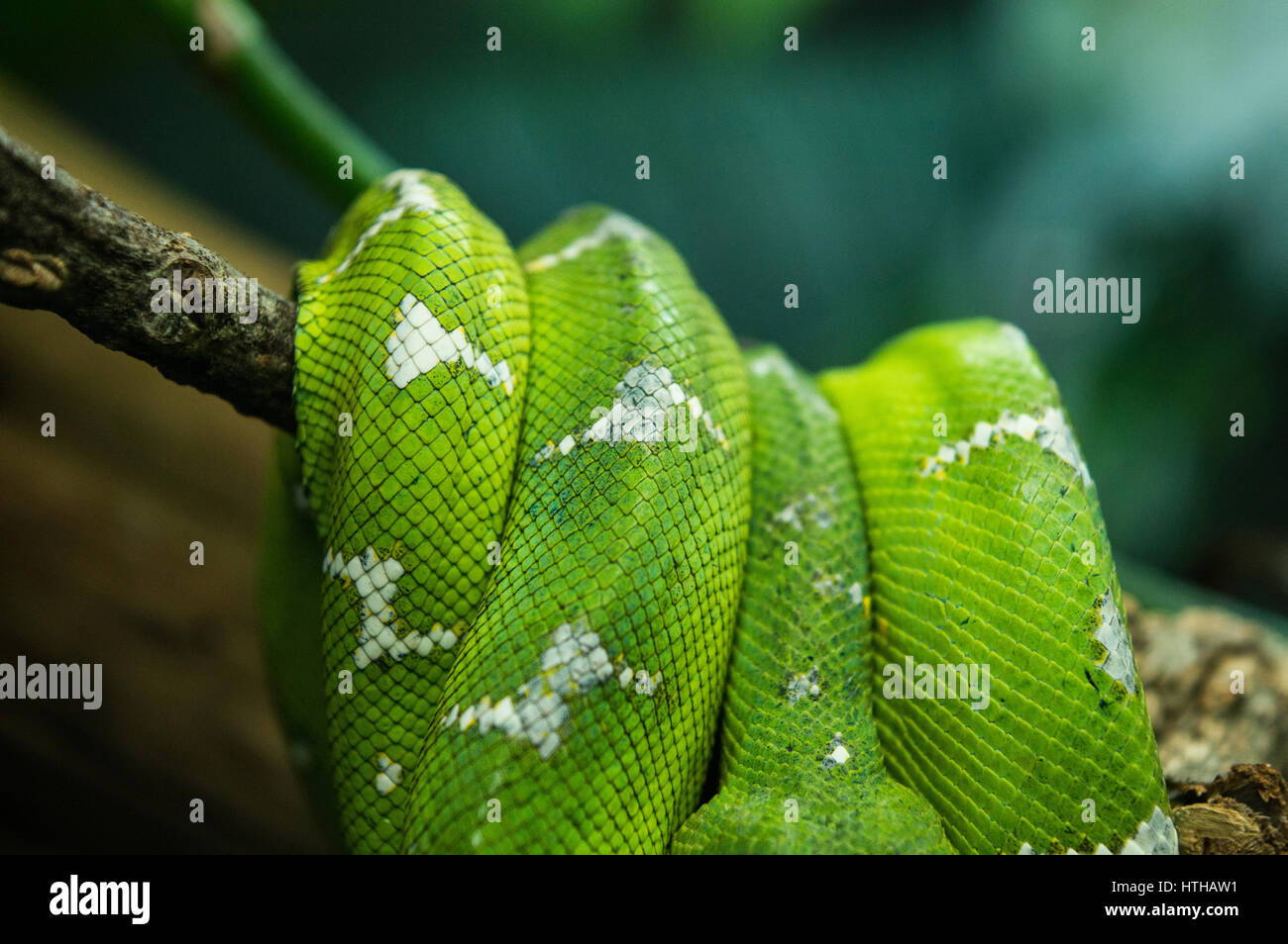 Emerald Tree Boa Foto Stock