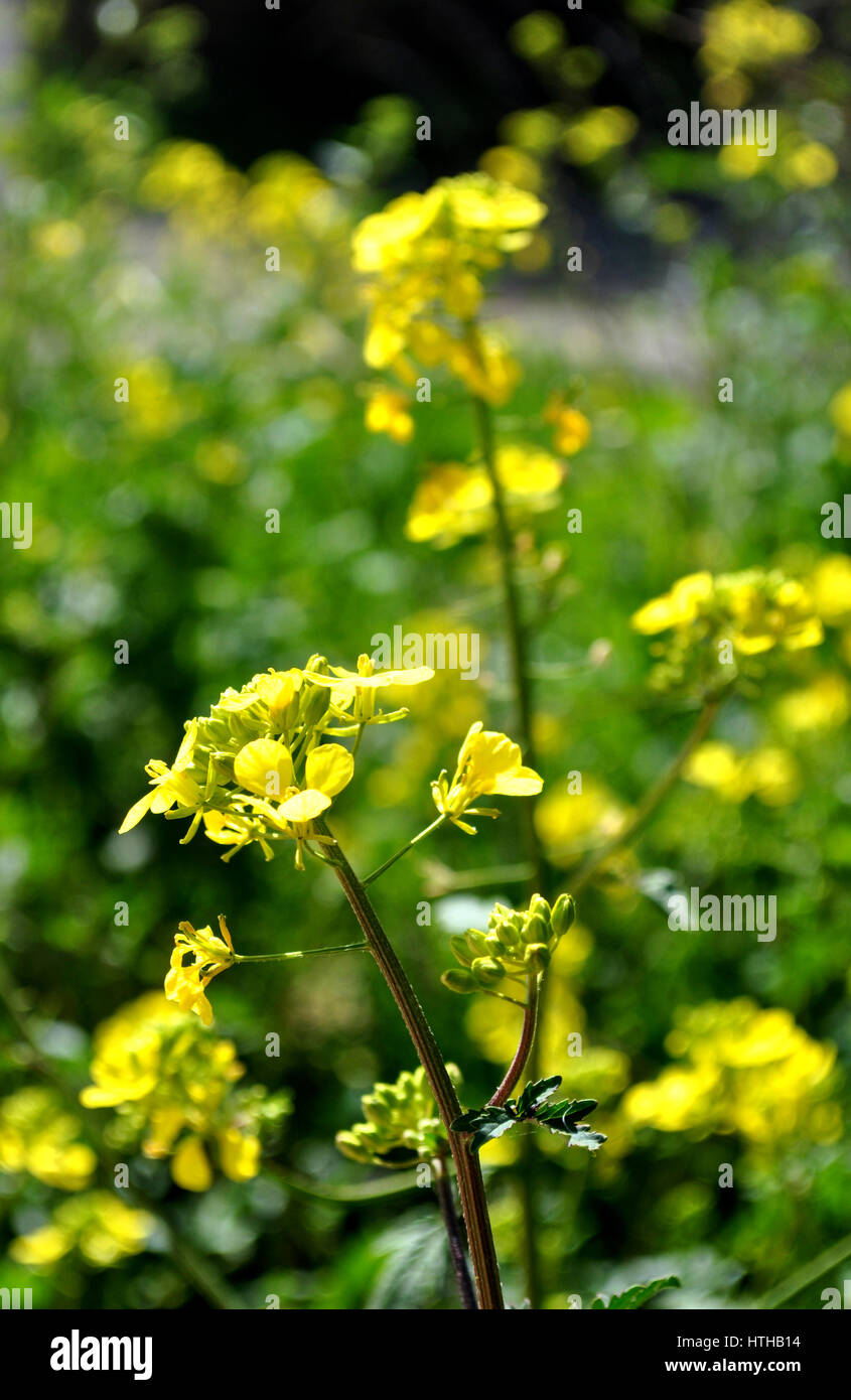 Capsella bursa pastoris-, pastore la borsa Foto Stock