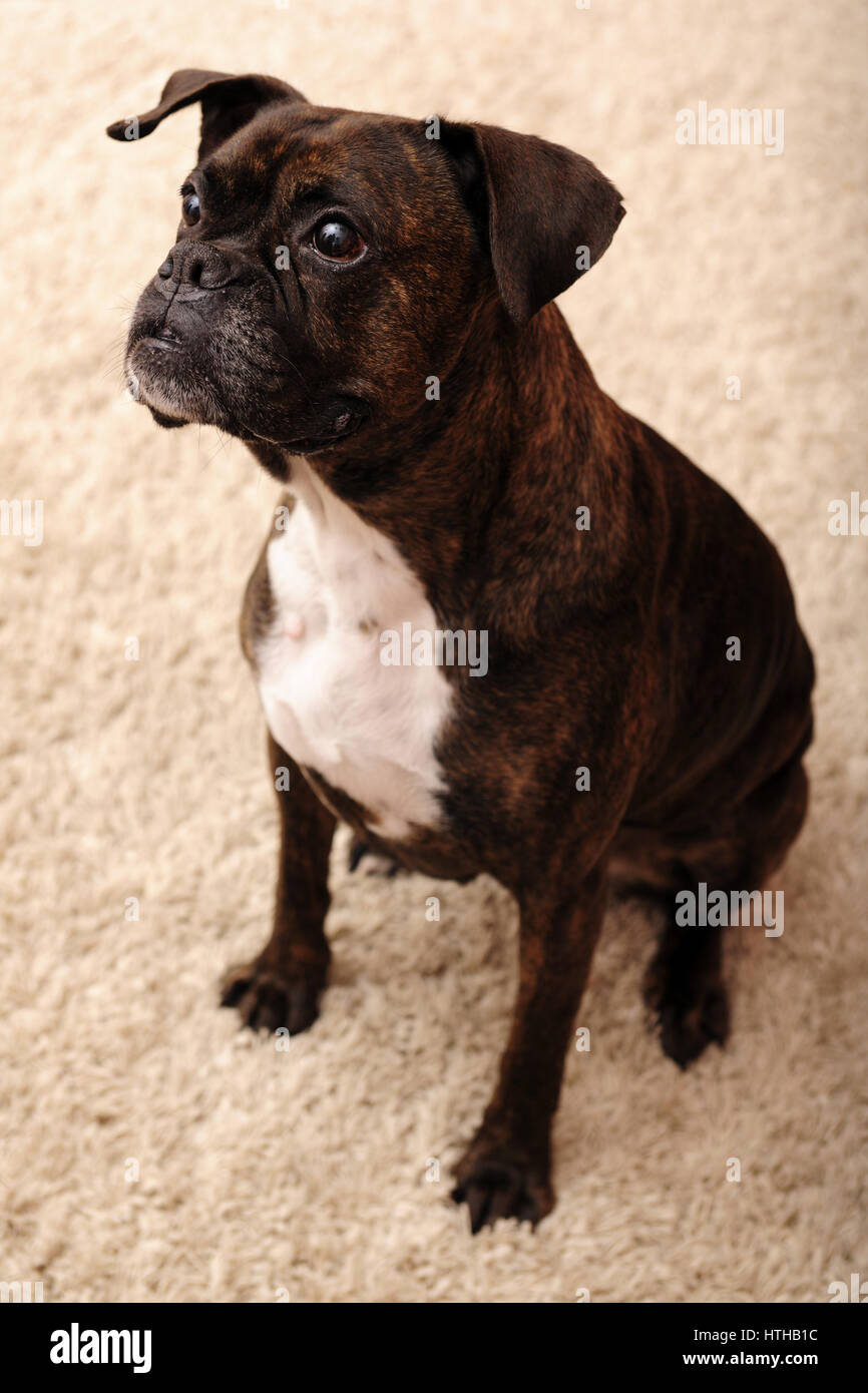 Boxer nero immagini e fotografie stock ad alta risoluzione - Alamy