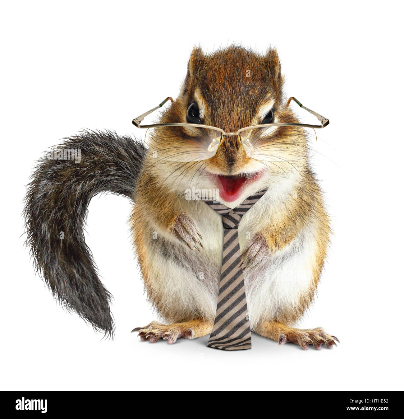 Animali divertenti imprenditore, Scoiattolino con cravatta e occhiali su bianco Foto Stock