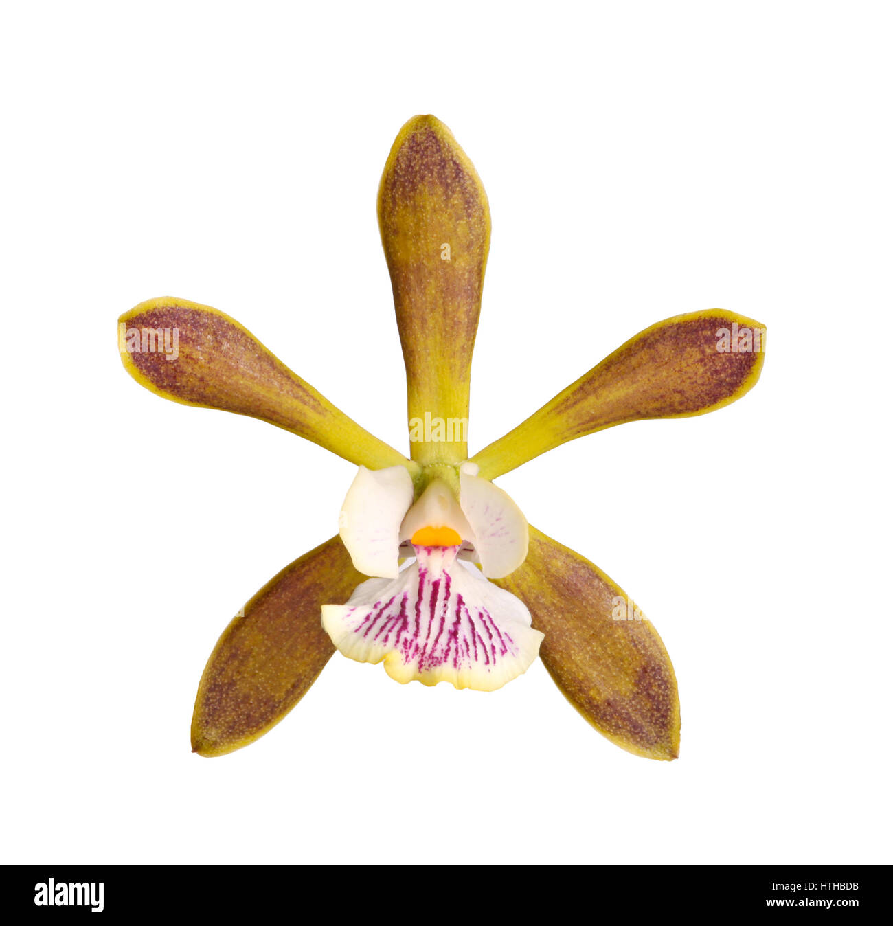 Fiore di un Encyclia orchid hybrid isolata contro uno sfondo bianco Foto Stock