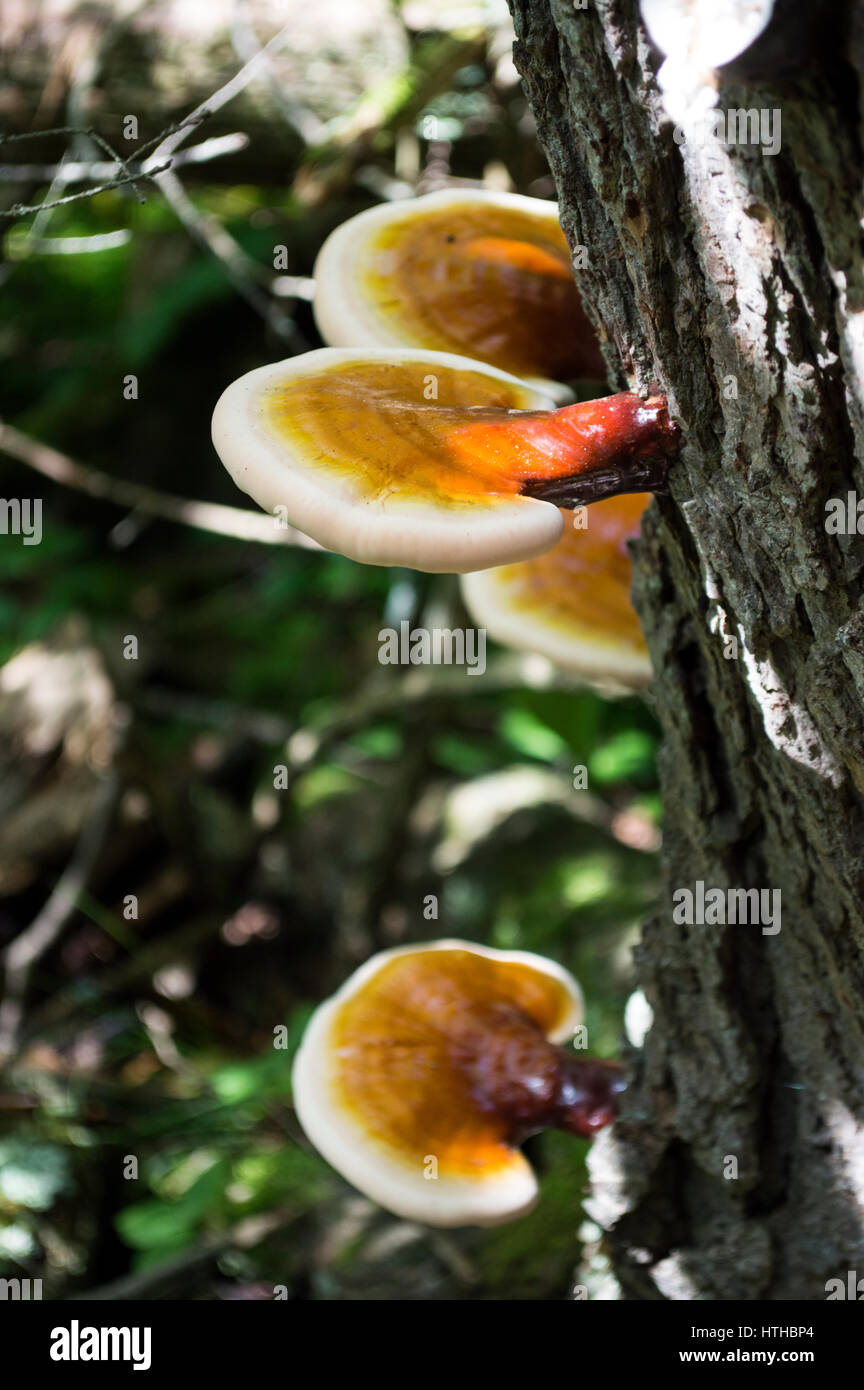 Arancione funghi Reishi crescente sul lato della struttura ombreggiata in un bosco vicino a Marabel grotte nel Wisconsin Foto Stock