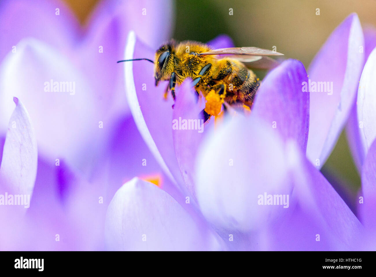 Honey Bee on Flower bee Close Up Crocus (Apis mellifera mellizza) pollina e raccoglie in sacco di polline, polline coperto di api crocus bee Foto Stock