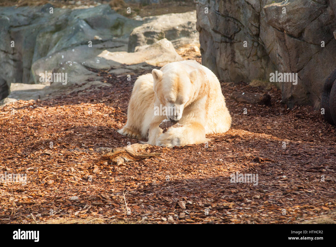 Orso polare (Ursus maritimus)Lo Zoo di Vienna, Tiergarden Schoenbrunn , Vienna, Austria, Europa Foto Stock