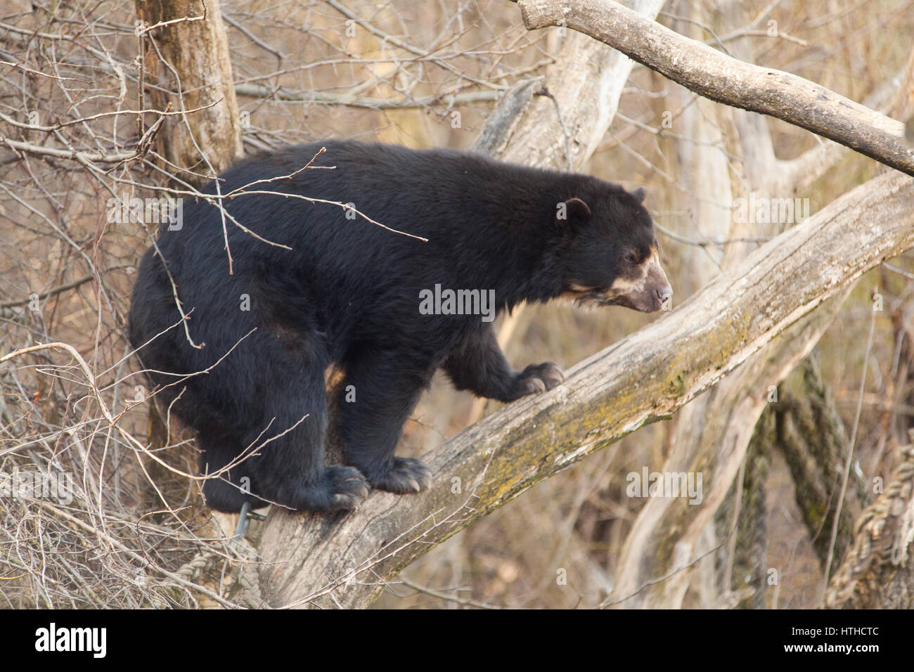 Spectacled bear (Tremarctos ornatus)Lo Zoo di Vienna, Tierpark Schoenbrunn, Vienna, Austria, l'Europa. Foto Stock