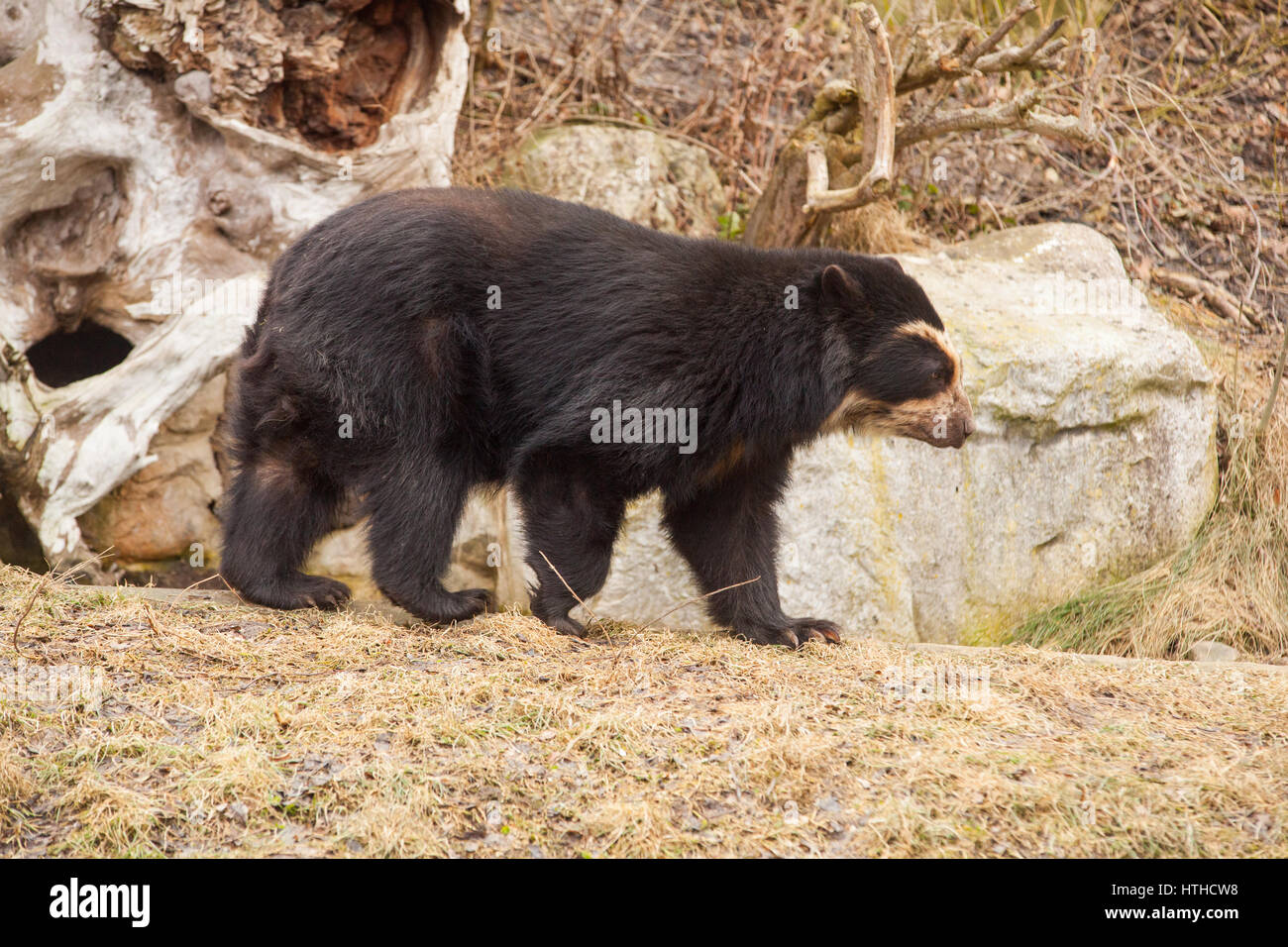 Spectacled bear (Tremarctos ornatus)Lo Zoo di Vienna, Tierpark Schoenbrunn, Vienna, Austria, l'Europa. Foto Stock
