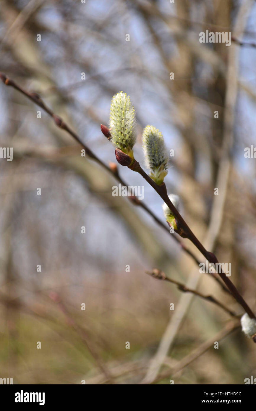 Una figa willow bud che fiorisce in un caldo sole del pomeriggio. Foto Stock