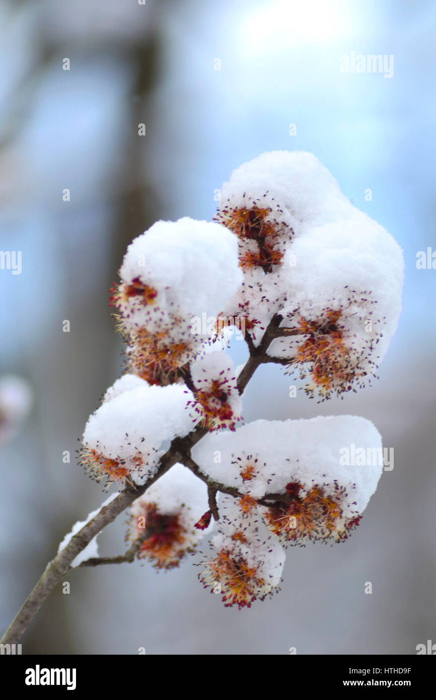 Neve coperto rosso acero gemme con un luminoso cielo blu in soft focus in background. Foto Stock