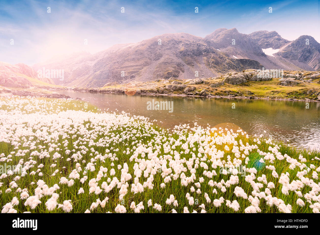 Alpi svizzere prato fiorito al tramonto con picchi di montagna in background e un piccolo lago alpino Foto Stock
