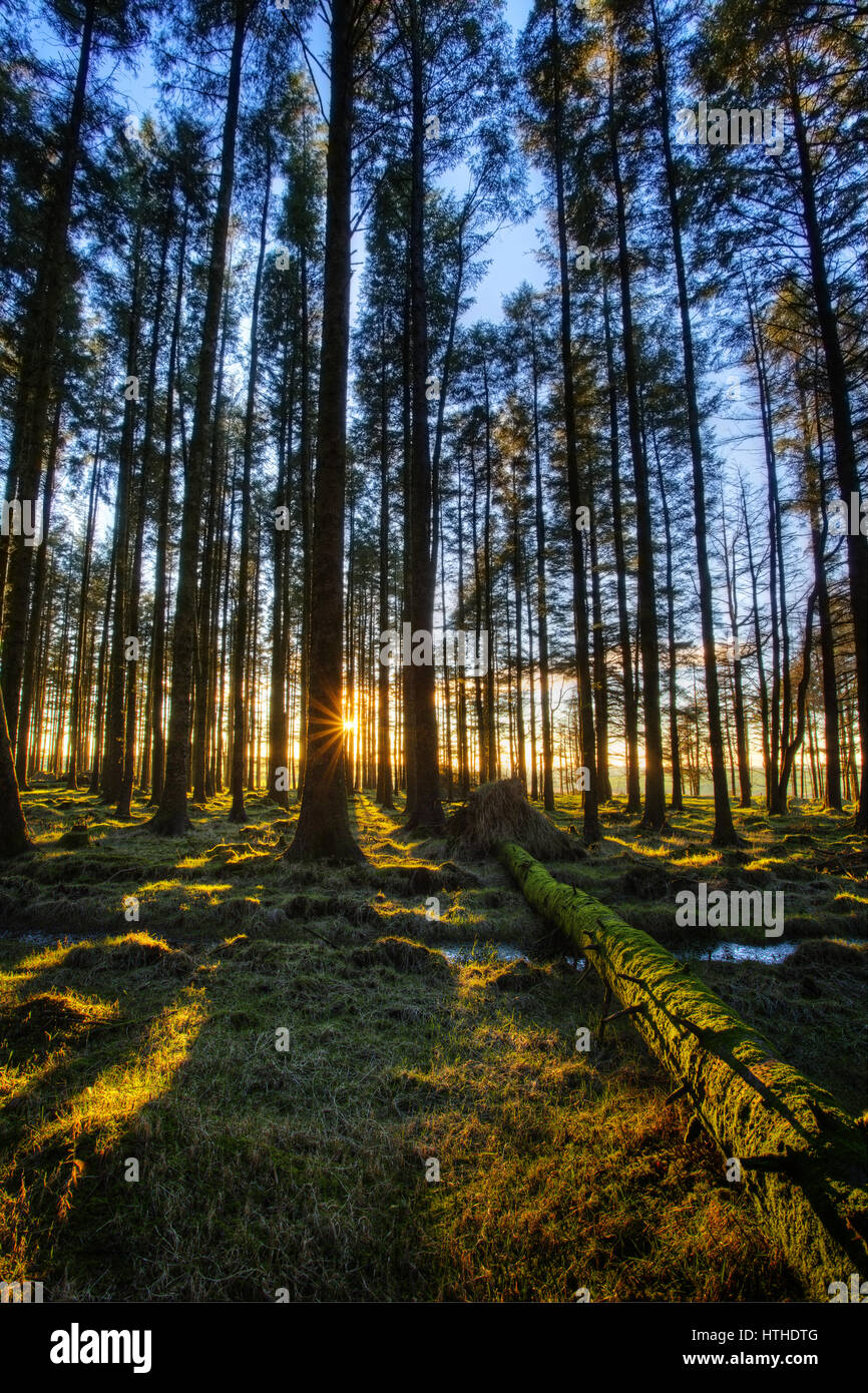 Il sole splendente attraverso gli alberi in un bosco di conifere Foto Stock