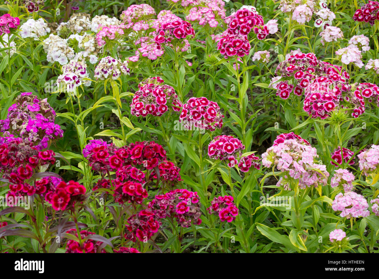 Dolce William, Dianthos barbatus, fiori di colori misti, Lost Gardens of Heligan, Cornwall, Regno Unito Foto Stock