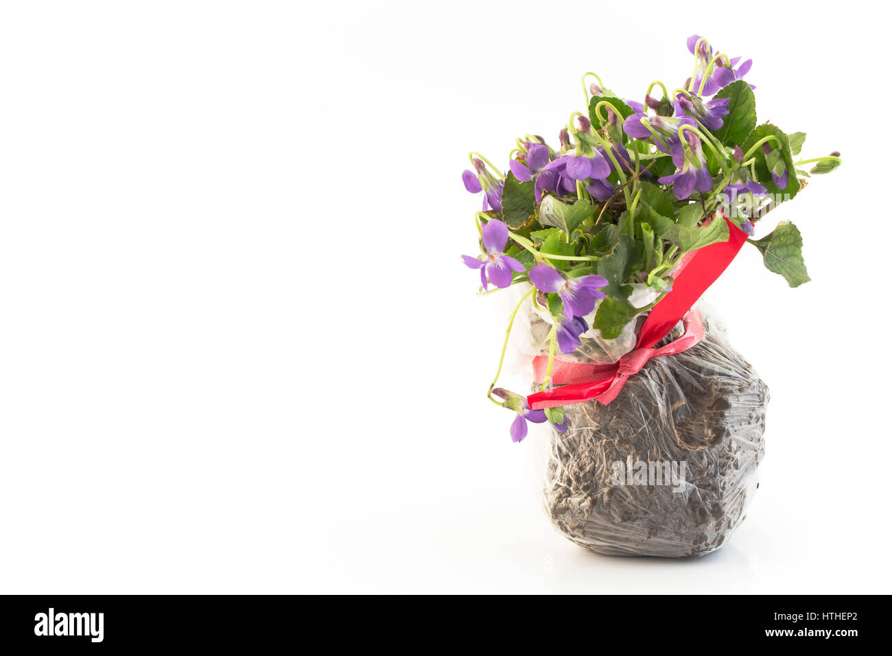 Mazzetto di violette, Viola odorata, perfora la terra come un dono. Foto Stock