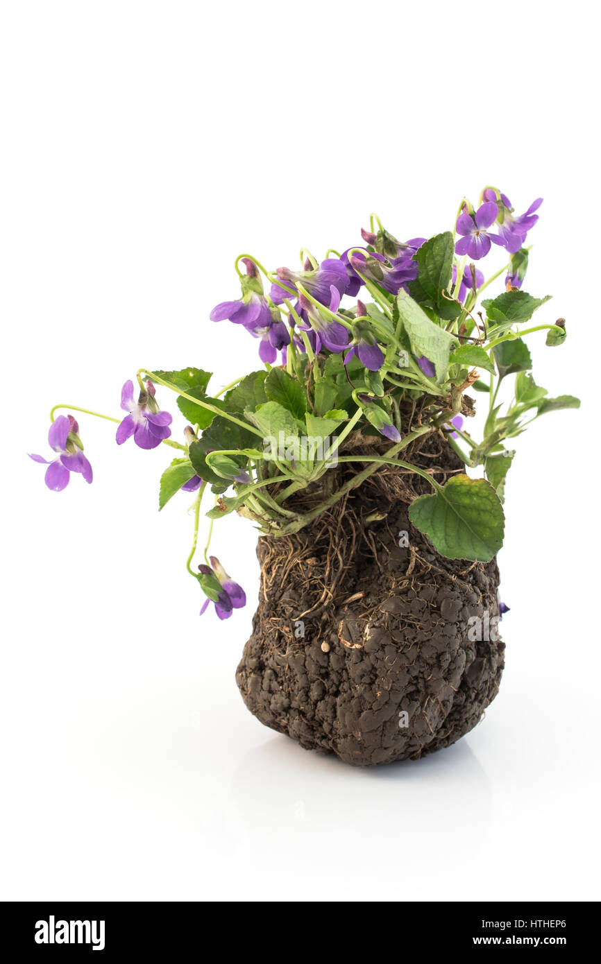 Mazzetto di violette, Viola odorata, punzone Terra e sono pronti per il trapianto. Foto Stock