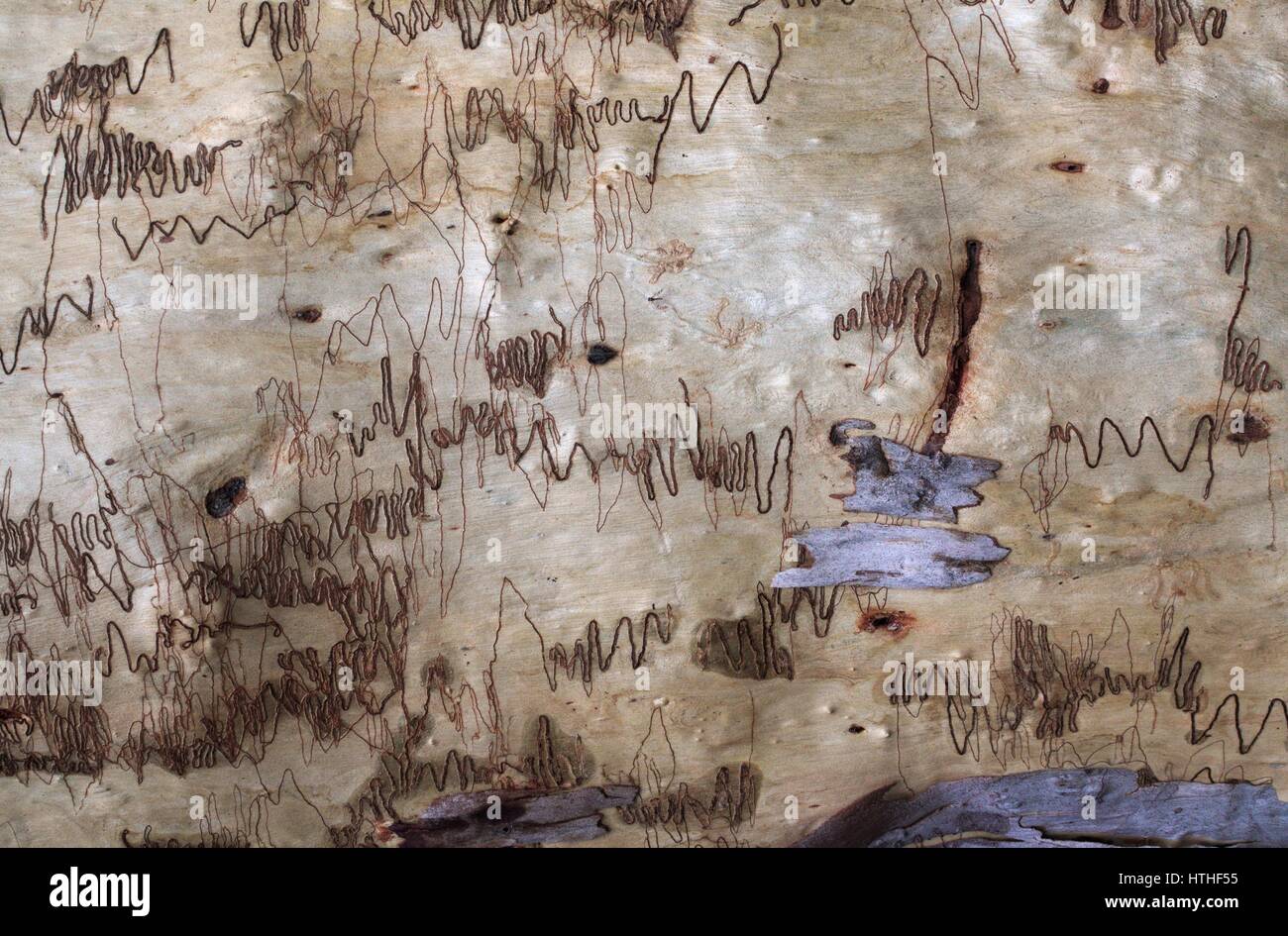 Eucalipto racemosa o scribbly gum tronco, monocromatica sfondo naturale. Foto Stock