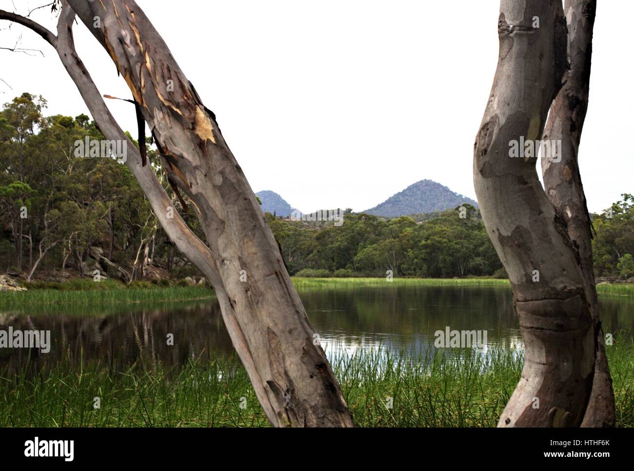 Vista sull'acqua a Dunn's Swamp, Wollemi National Park, Australia. Foto Stock