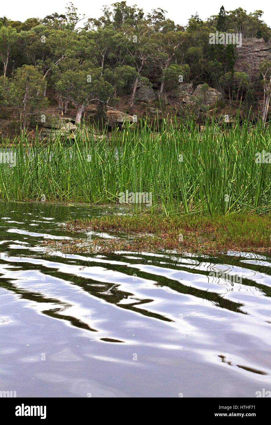 Vista sull'acqua a Dunn's Swamp, Wollemi National Park, Australia. Foto Stock