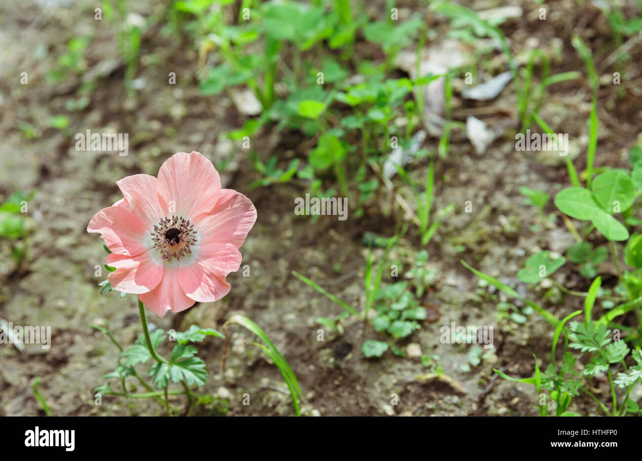 Anemone rosa su uno sfondo di piante verdi Foto Stock