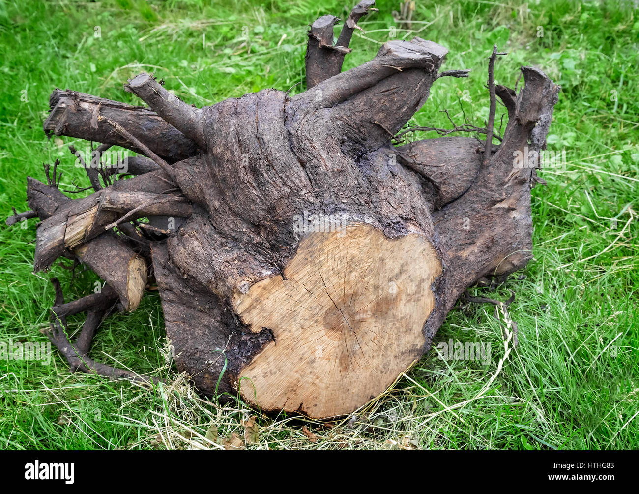 L'erba verde viene sradicato il moncone di un albero abbattuto con un sacco di radici spesse. Foto Stock