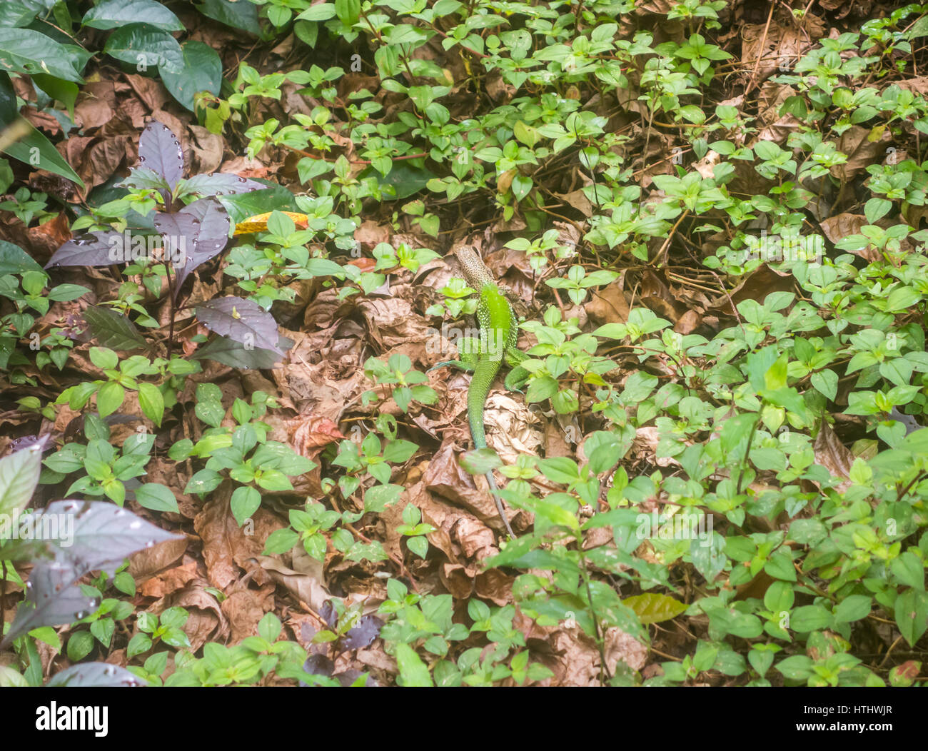 Un mimetizzata maschio ameiva gigante (AKA whiptail gigante) cammina di fretta attraverso la giungla piano. Foto Stock