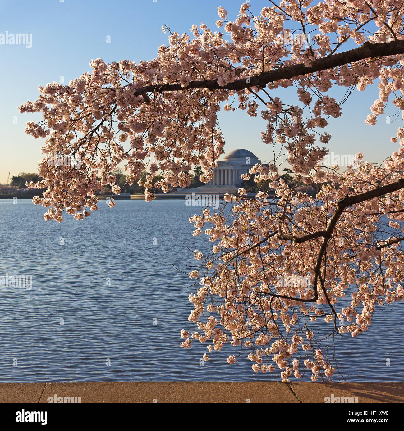 Thomas Jefferson Memorial all'alba durante il Cherry Blossom Festival. campidoglio us e Thomas Jefferson Memorial landmarks in noi il capitale. Foto Stock