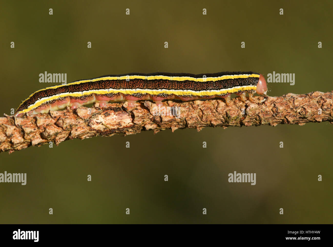 Un grazioso Ginestra moth caterpillar (Ceramica pisi) arroccato su uno stelo. Foto Stock