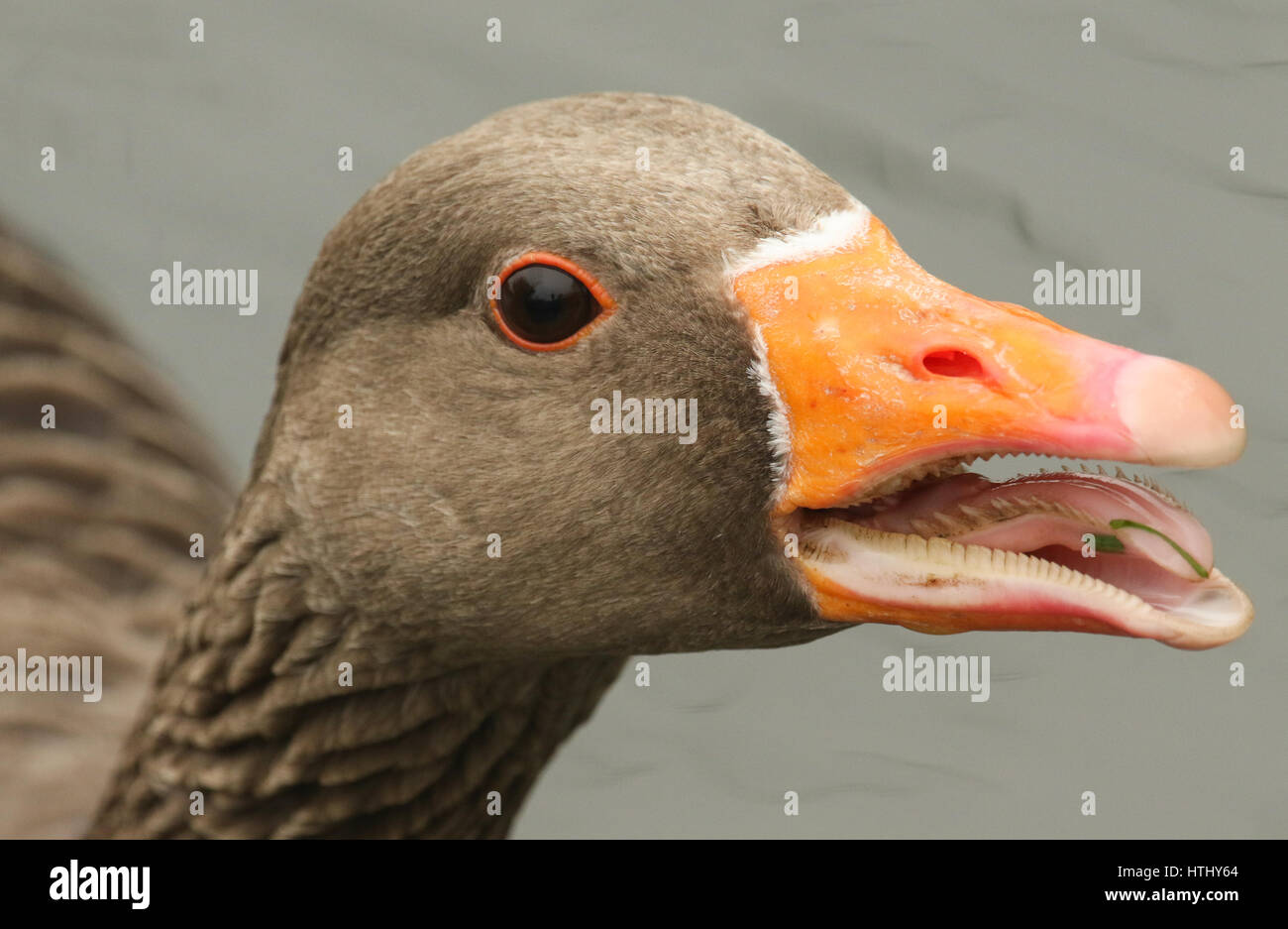 Un colpo alla testa di un oca Graylag (Anser anser) con esso becco aperto e la sua linguetta sporgente. È stato avvertenza fuori un altro Goose . Foto Stock