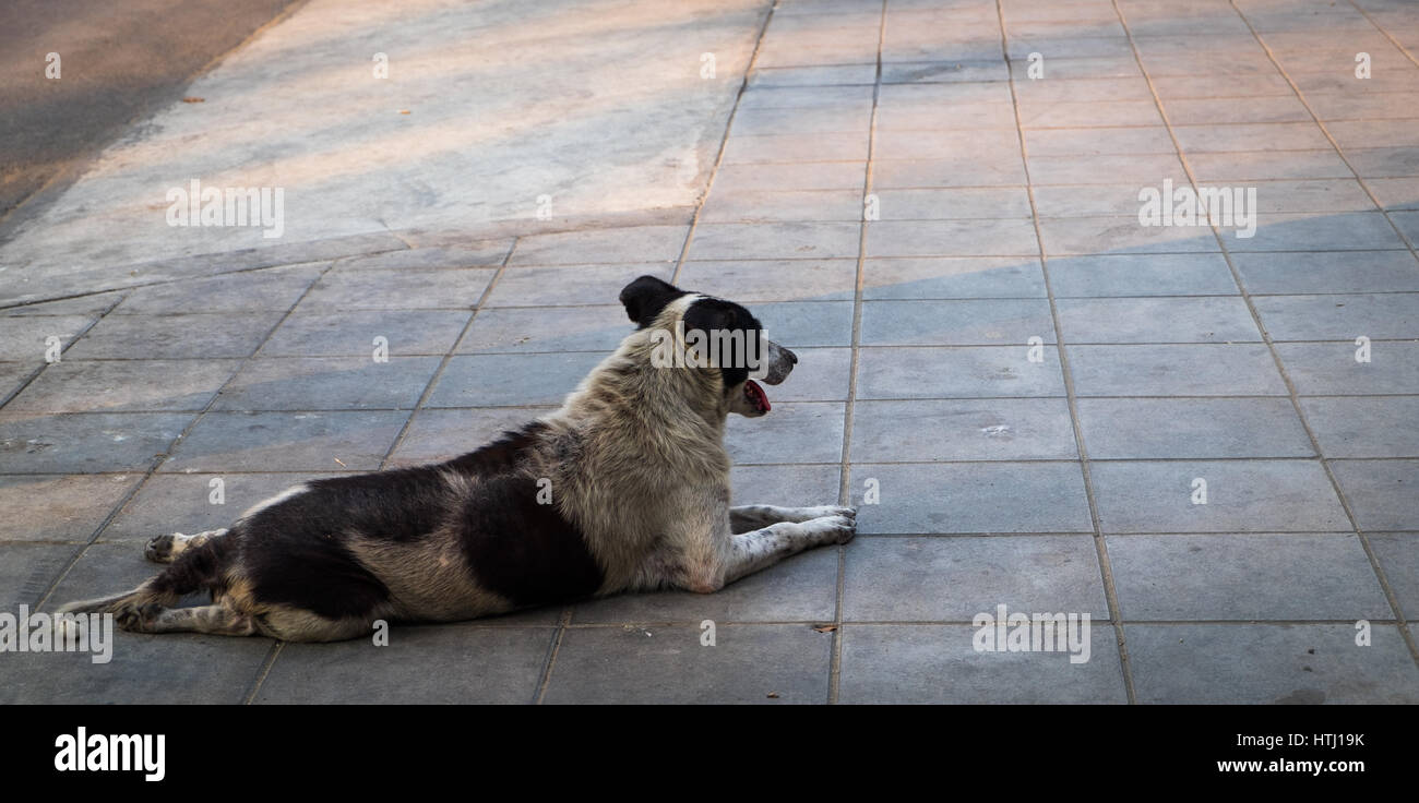 Senzatetto cane stanno fissando rilassarsi sul sentiero pedonale. Foto Stock