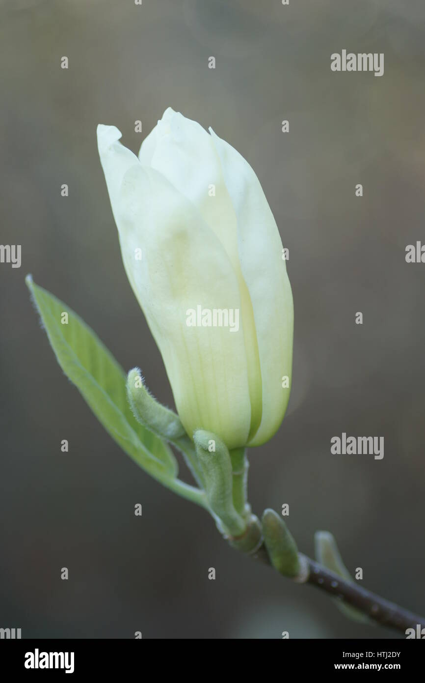 Magnolia denudata 'Huang Fei' Foto Stock