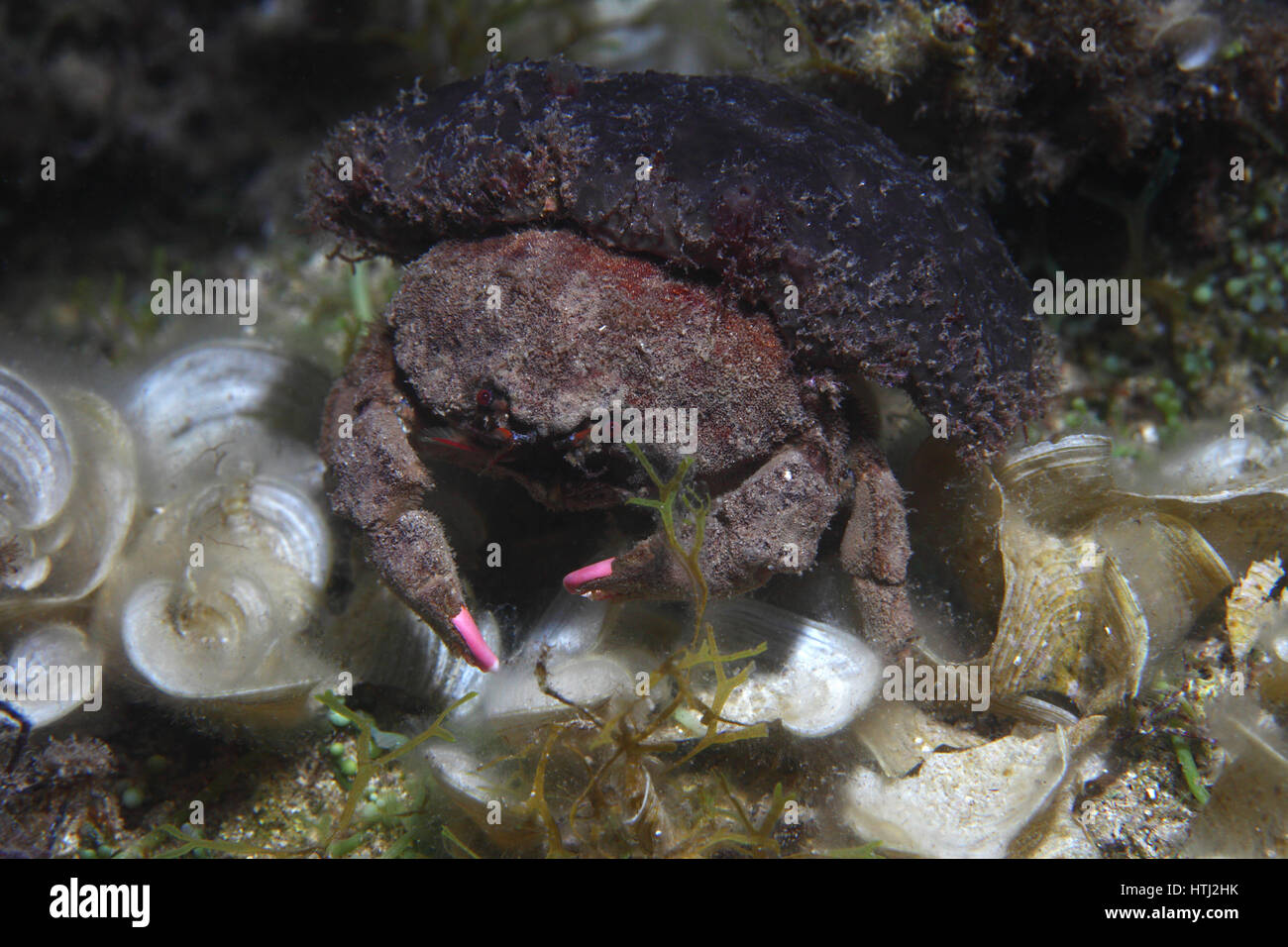 Spugna (granchio Dromia personata) con spone come camouflage nel Mare Mediterraneo Foto Stock