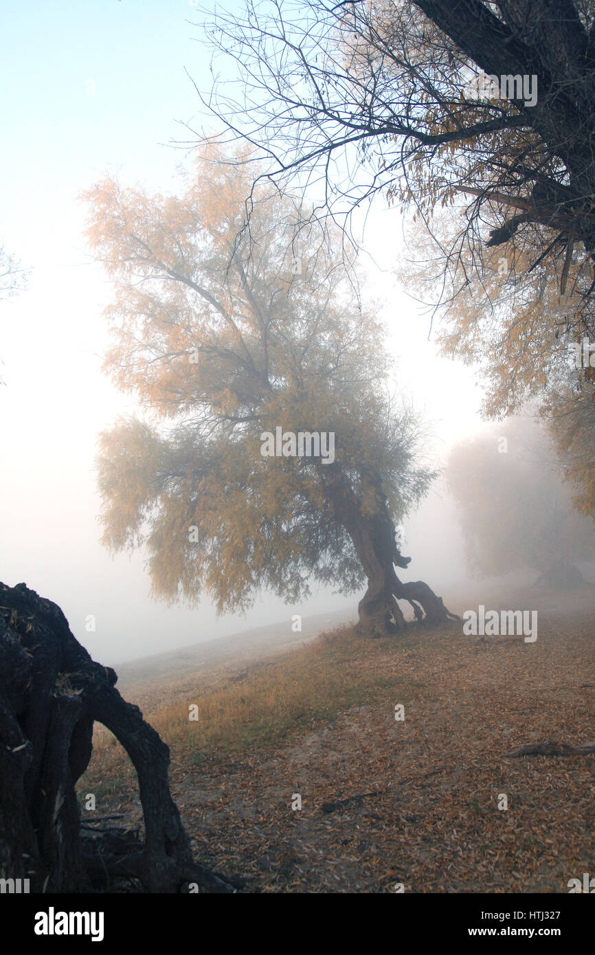 Un albero in una fitta nebbia sulla banca del fiume di autunno Foto Stock