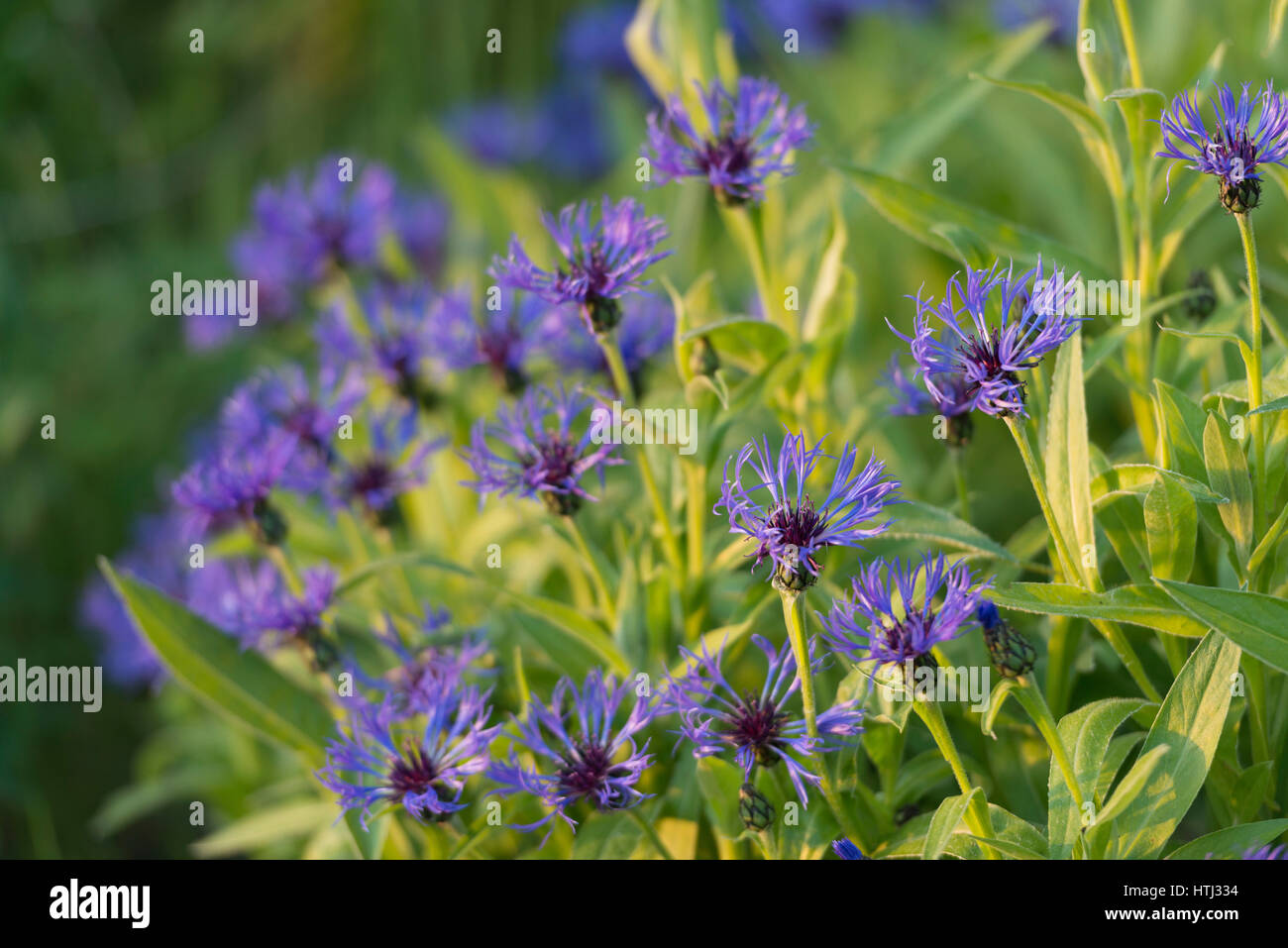 Centaurea Montana Foto Stock