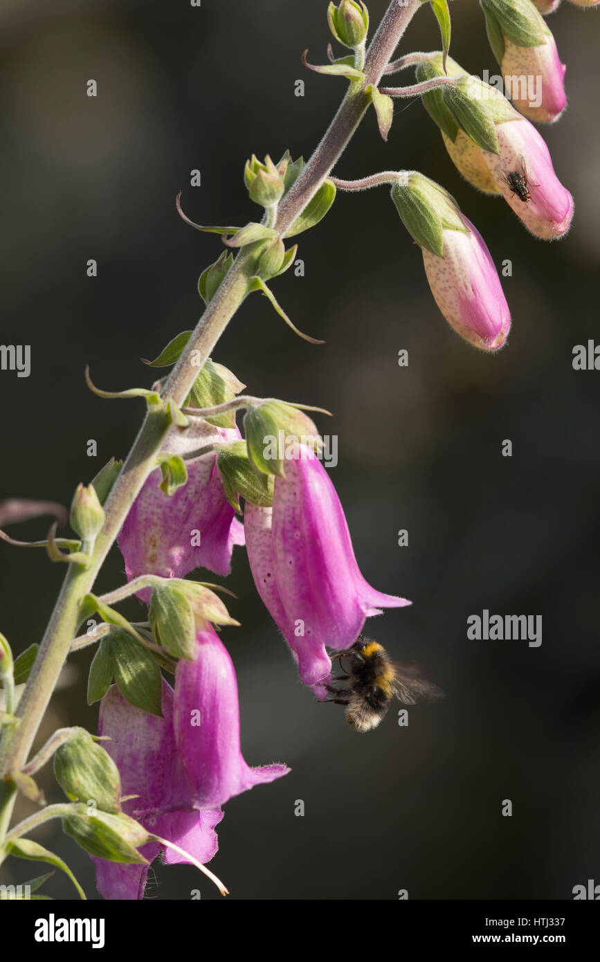 Un Bombo su un Foxglove Foto Stock