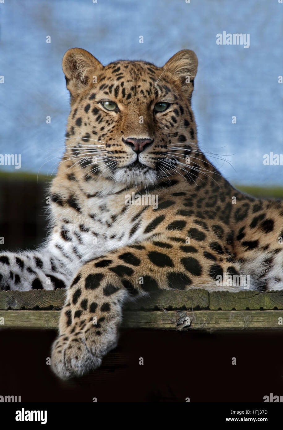 Amur Leopard (panthera pardus orientalis) Foto Stock