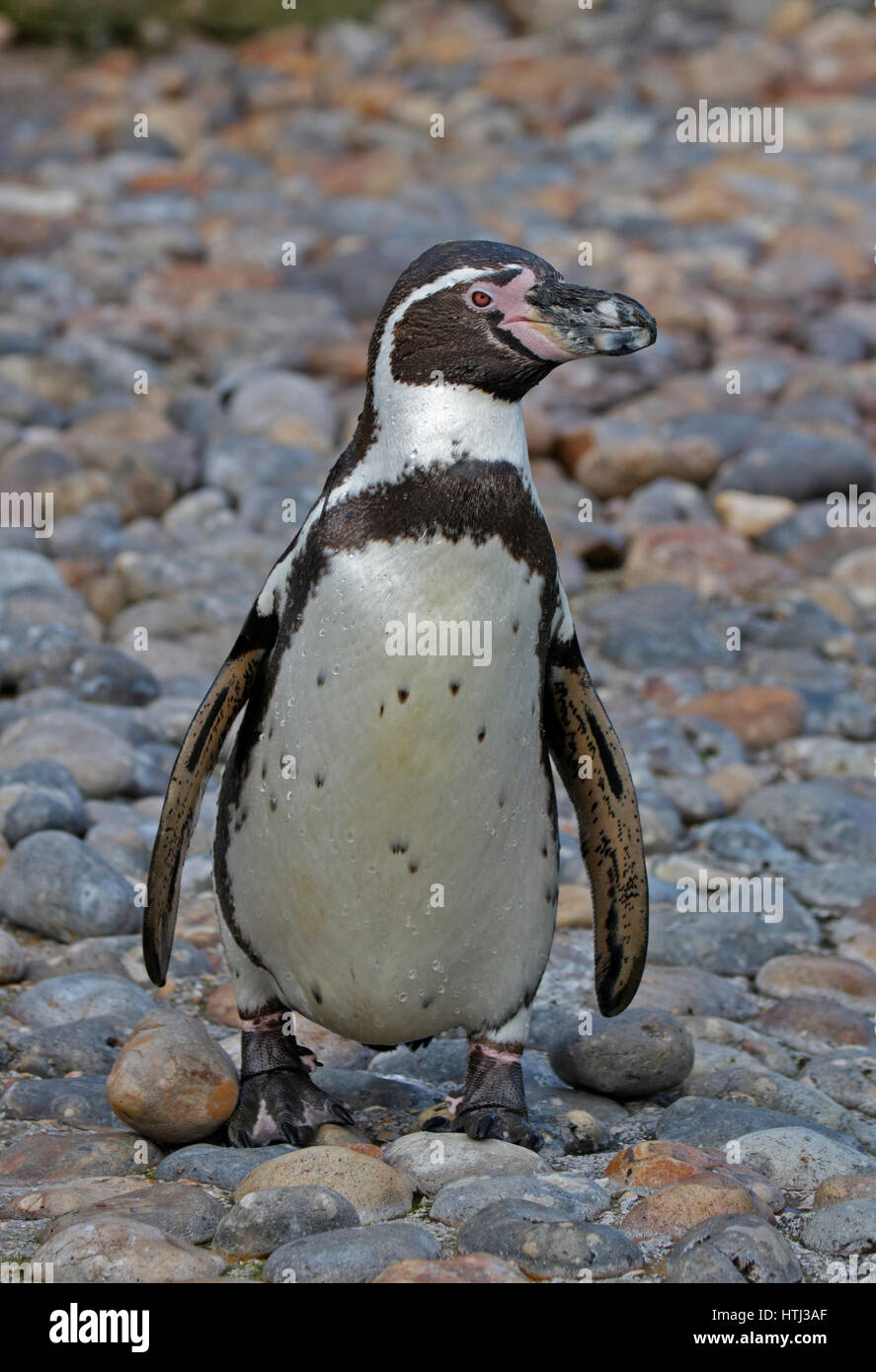 Pinguini Humboldt (Spheniscus Humboldti) Foto Stock