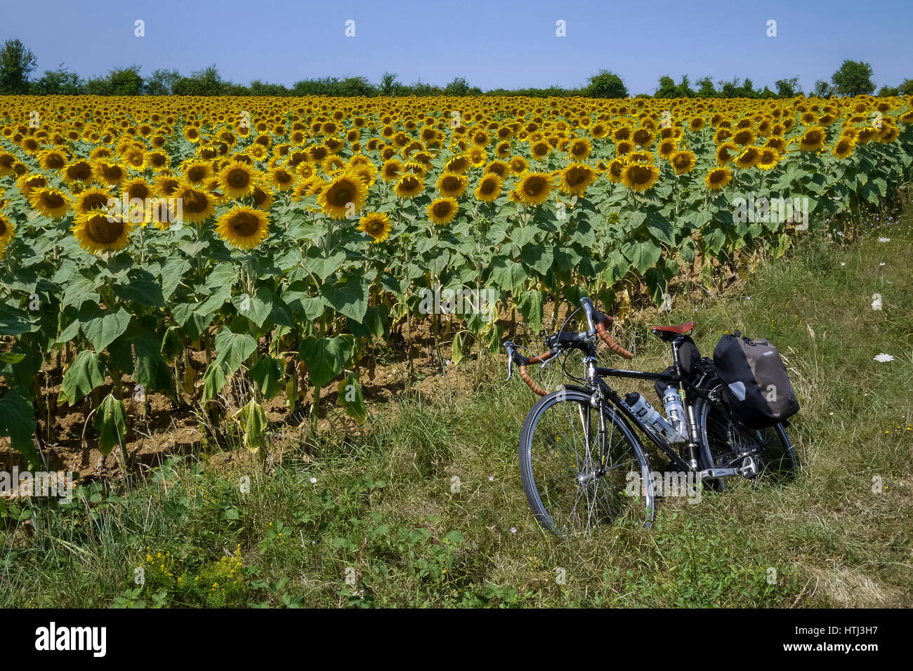 Touring bike accanto ad un campo di girasoli, Francia Foto Stock