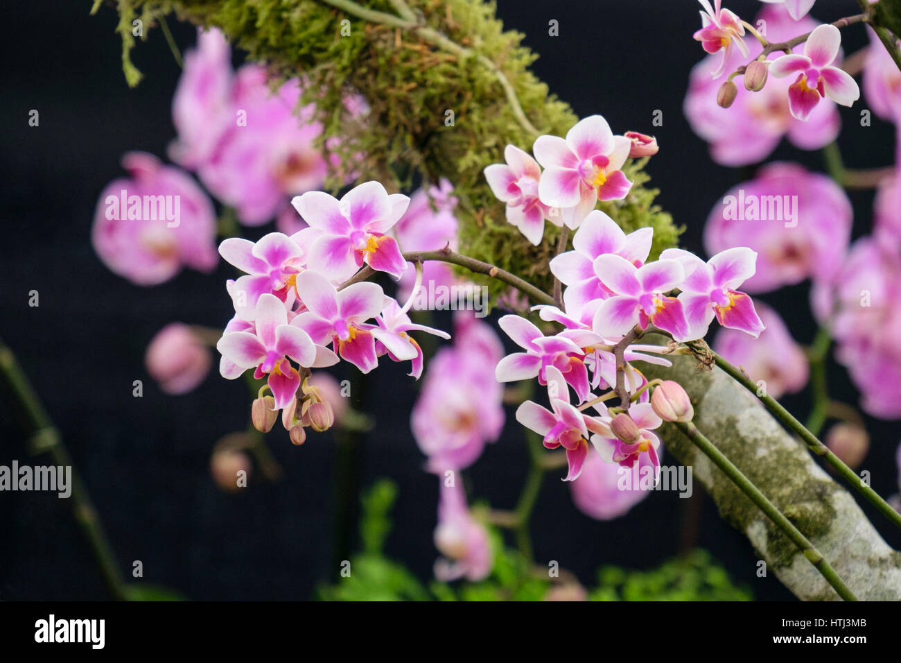 Phalaenopsis essere Tns 'Zuma Nova' viola e miniaturizzato bianco fiori di orchidea su un ramo di albero. Foto Stock