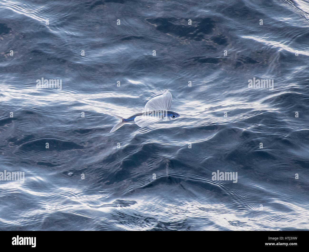 Scuola, secca o di un gruppo di pesci volanti, in aria, al largo delle coste della Mauritania, Africa del Nord, Nord Oceano Atlantico Foto Stock