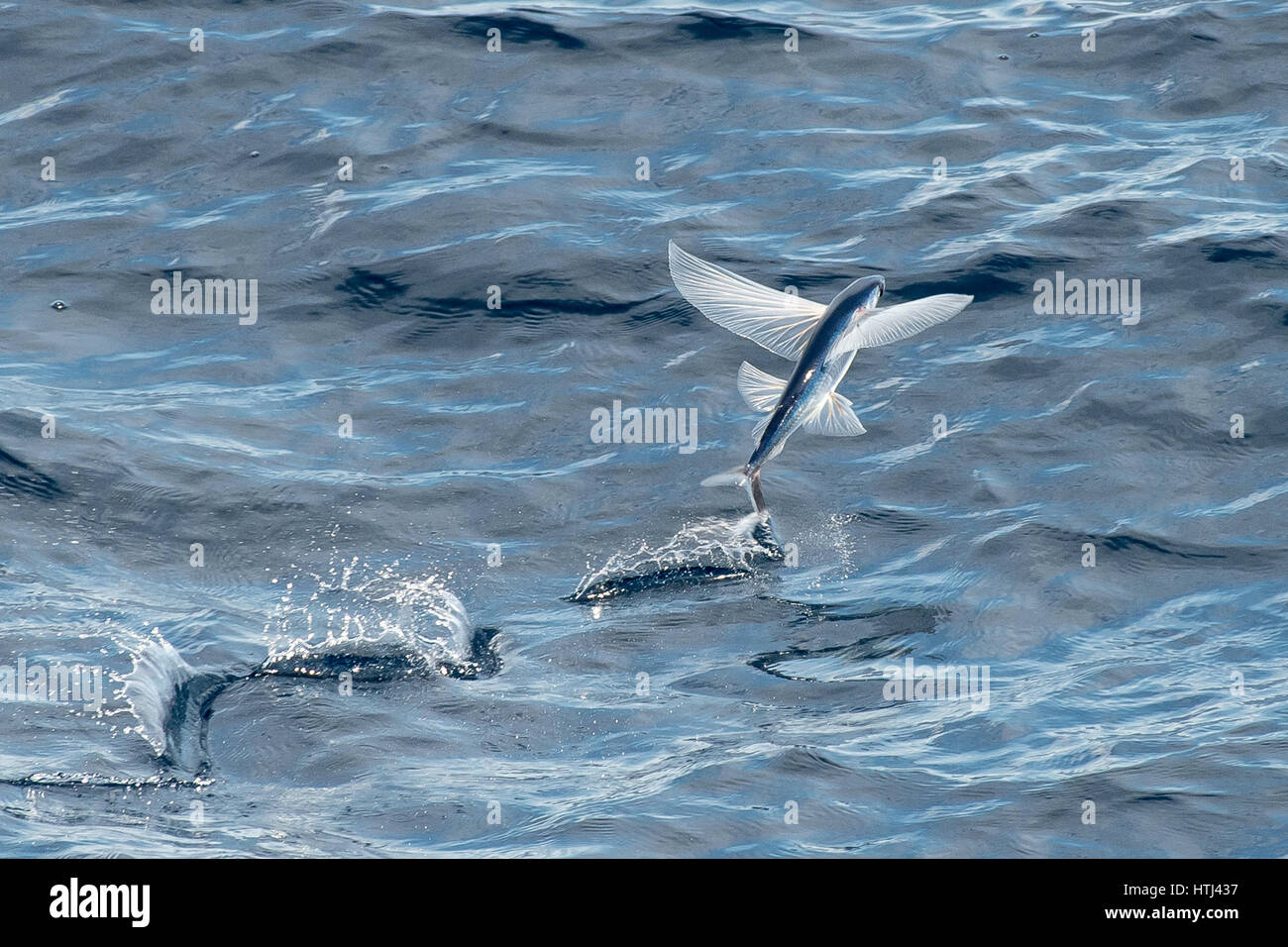 Flying Fish specie di decollo, diverse centinaia di miglia al largo delle coste della Mauritania, Africa del Nord, Nord Oceano Atlantico Foto Stock