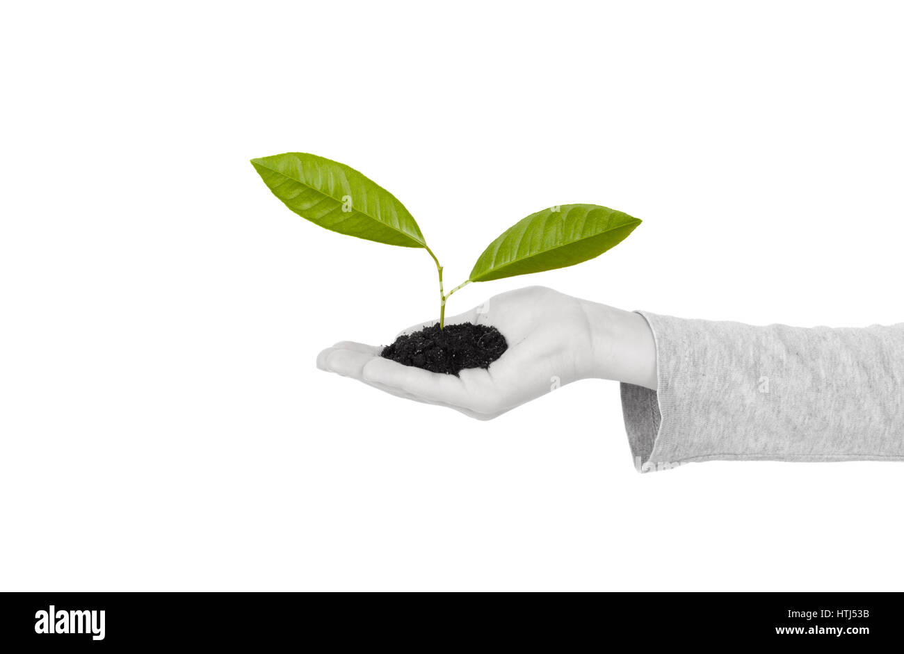 Bambino la mano con pianta verde isolato su sfondo bianco. In bianco e nero Foto Stock