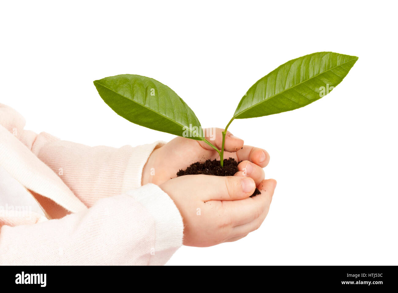 Bambino con le mani pianta verde isolato su sfondo bianco Foto Stock