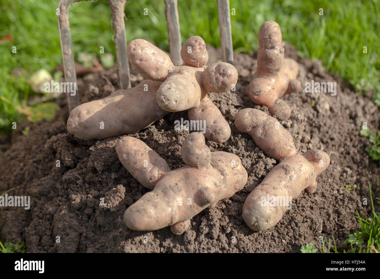 Rosa Apple Fir patata (Solanum tuberosa). Varietà di divertimento a crescere per i bambini. Commestibile. Foto Stock