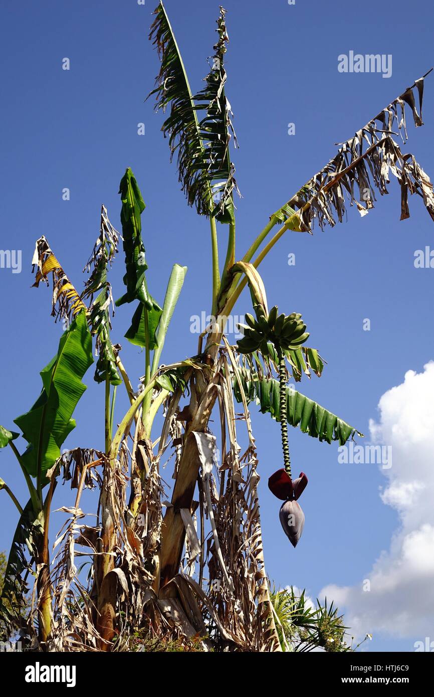 Piante di banana che mostra lo stelo, foglie, frutti, fiori e levetta di fiori Foto Stock