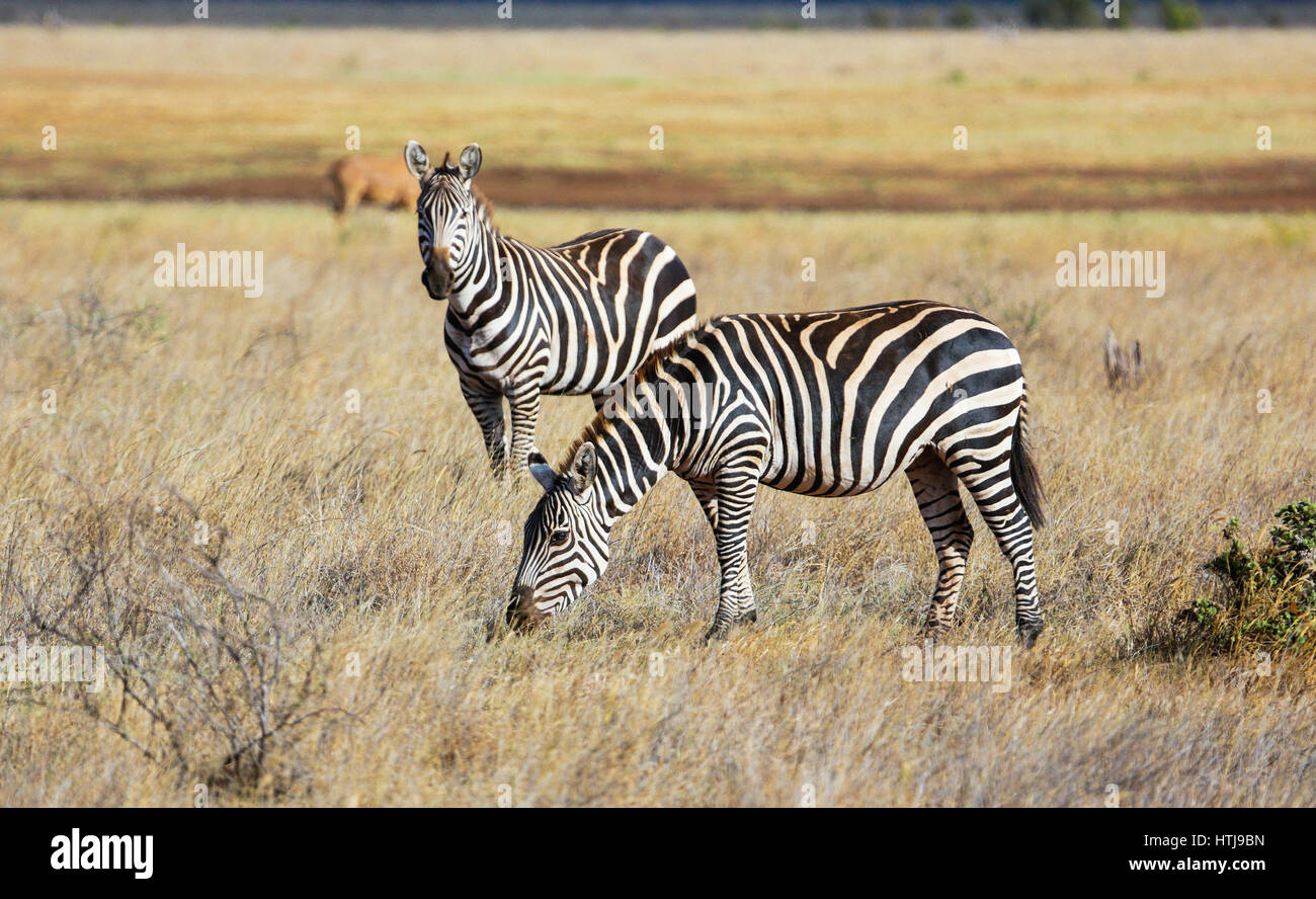 Zebre nel parco nazionale orientale di Tsavo. Kenya. Foto Stock