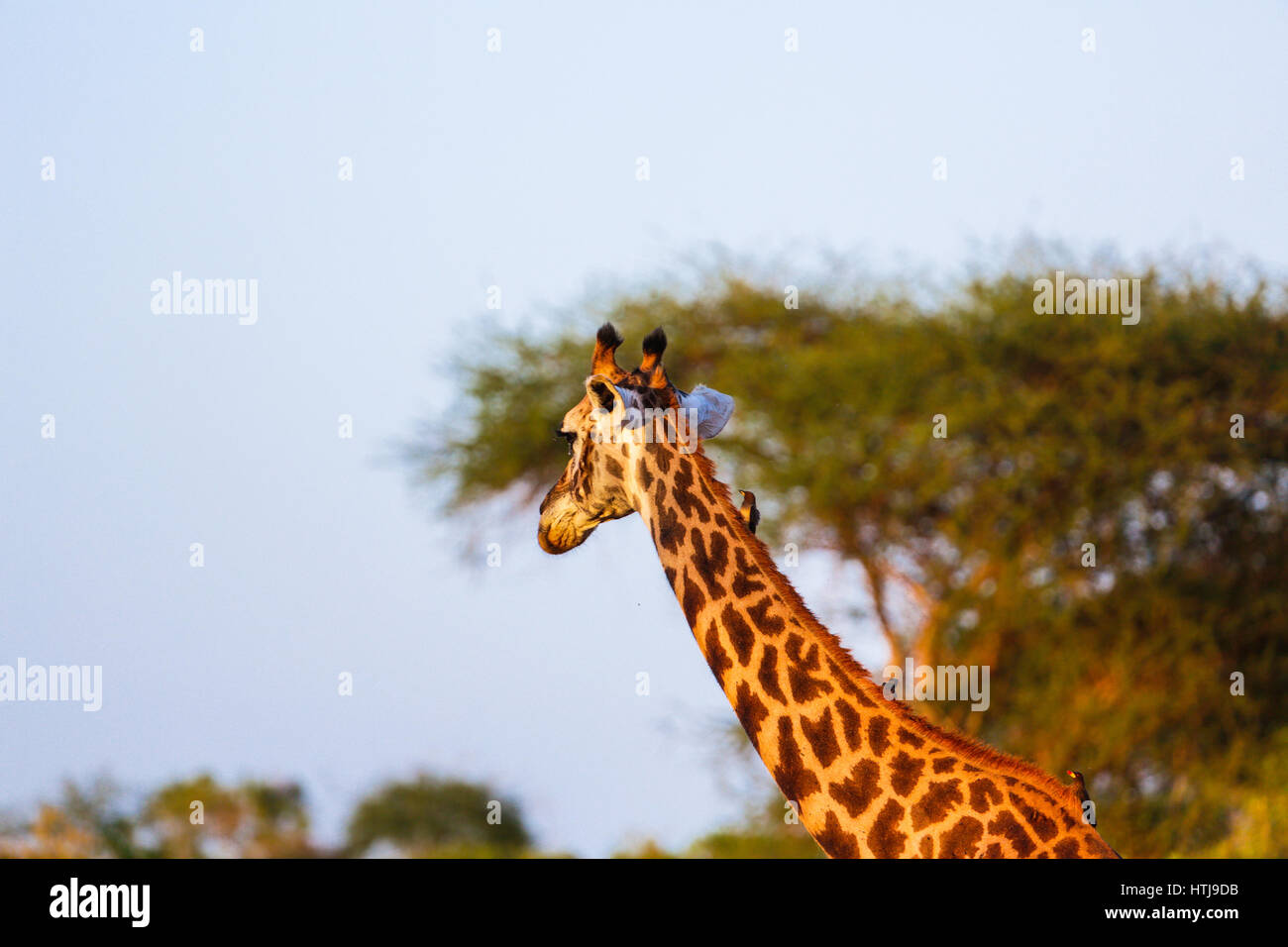 La giraffa nel parco nazionale orientale di Tsavo. Kenya. Foto Stock